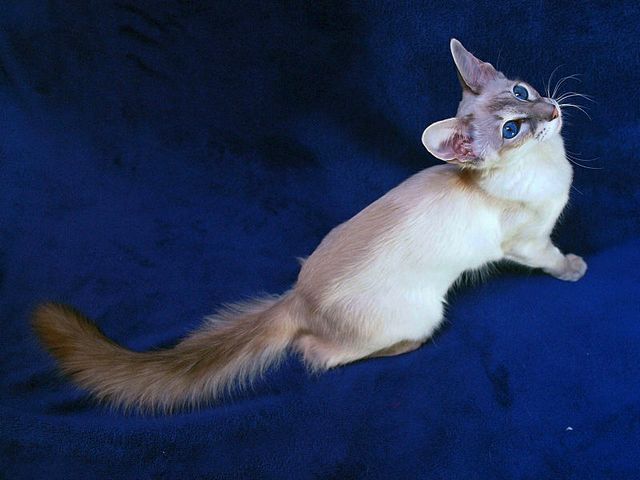 Выведенные породы кошек в Мамадыше | ЗооТом портал о животных