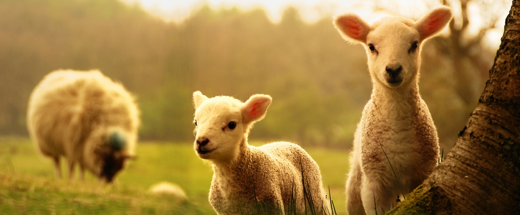 Объявления о сельскохозяйственных животных | ЗооТом - продажа, вязка и услуги для животных в Мамадыше