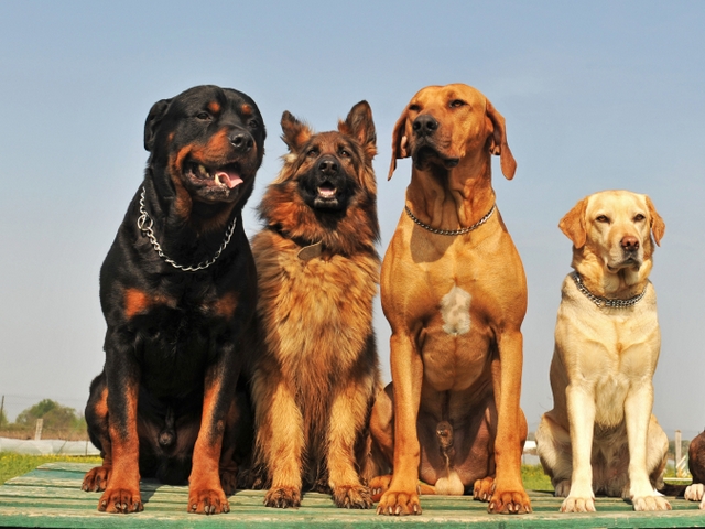Крупные породы собак в Мамадыше | ЗооТом портал о животных