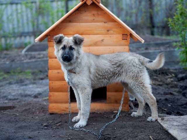 Все о собаках в Мамадыше